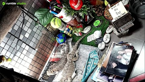 🔴LiveStream2025🔴05-09🍁🐉 Bearded🐲Dragons Day 38🔴 🍏Healthy4Life🐉 Mascots 🍎🐲 Meet Kobe & Health🐉 Day In The Life Of Bearded Dragons🐲🐉⭕Live🦎Streaming🔴