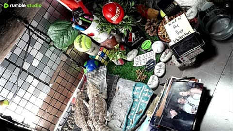🔴LiveStream2025🔴05-09🍁🐉 Bearded🐲Dragons Day 38🔴 🍏Healthy4Life🐉 Mascots 🍎🐲 Meet Kobe & Health🐉 Day In The Life Of Bearded Dragons🐲🐉⭕Live🦎Streaming🔴