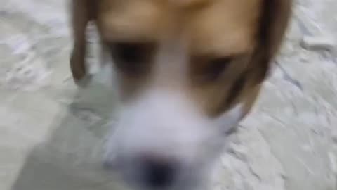 Bax