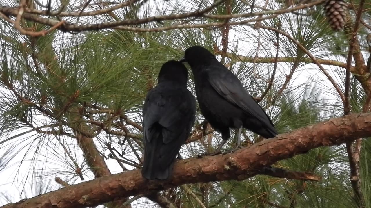 Crow Cleaning another Crow! #americancrow