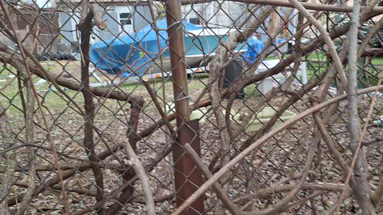 Cutting grape vines!