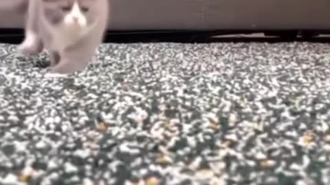 Funniest Cats & Cutest Pets – Trending Now! 🐱💫