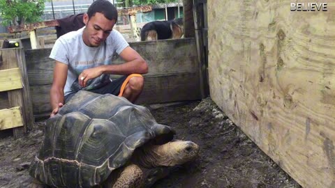 GIANT TURTLE CAUGHT IN TURKEY! REAL OR FAKE?