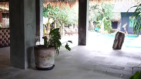 fatty demon pig - 2025 - YT - March 19th part 001 - BALI