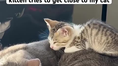 Kitten wants to be friend