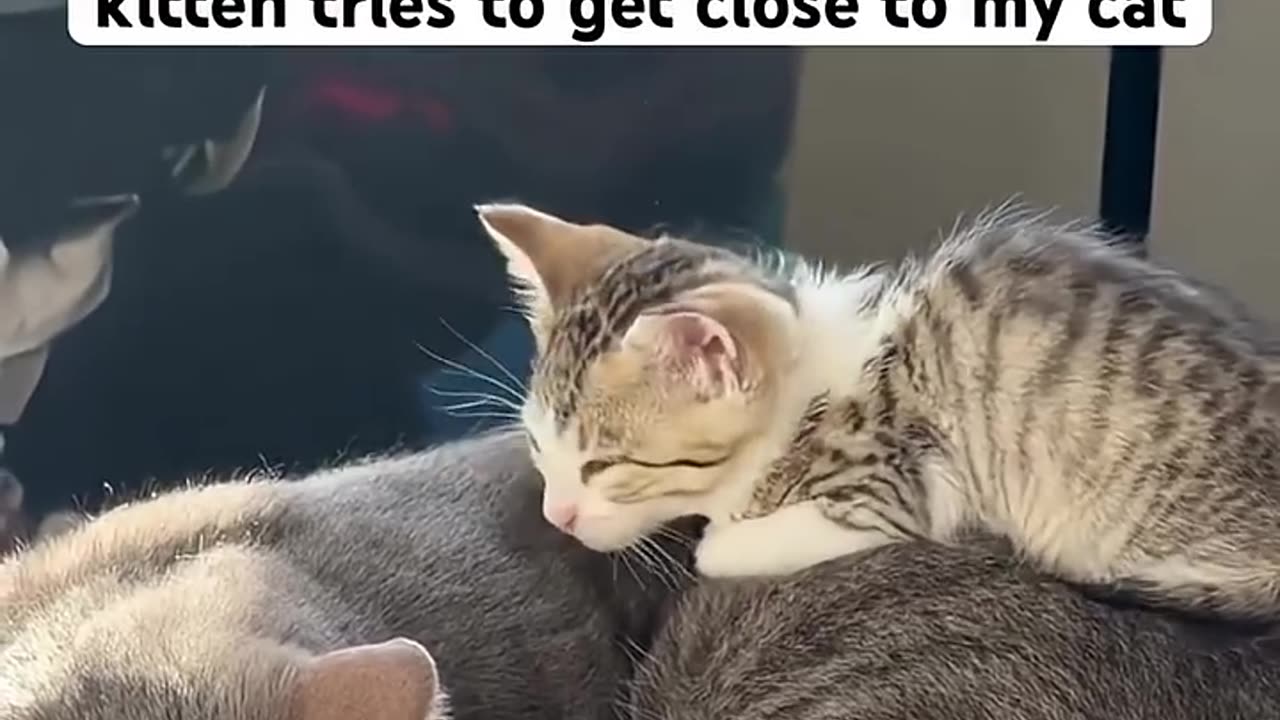 Kitten wants to be friend