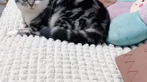Funny cats