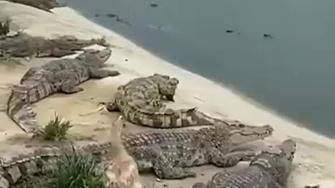 duck and crocodile, wild animals, crocodile attack,, crocodile hunting, duck escape