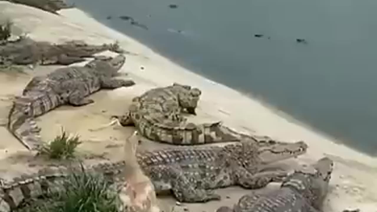 duck and crocodile, wild animals, crocodile attack,, crocodile hunting, duck escape