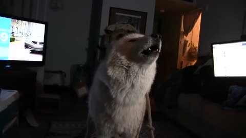 🌙 Dogs dream 20+ min/day (REM cycles mirror humans’)