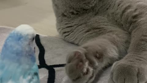 British Shorthair Loves Budgie Friend