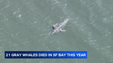 21 gray whales found dead in San Francisco Bay