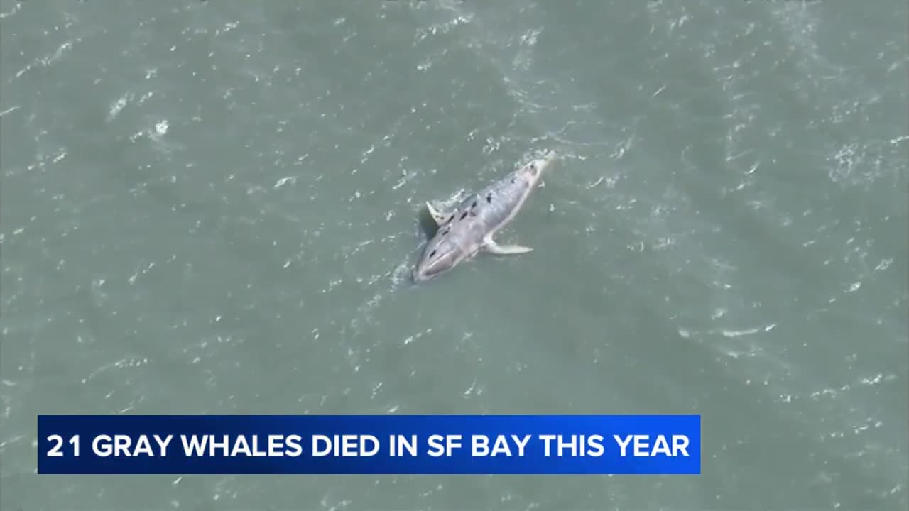 21 gray whales found dead in San Francisco Bay