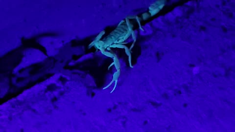 Texas Striped Bark Scorpion under UV blacklight
