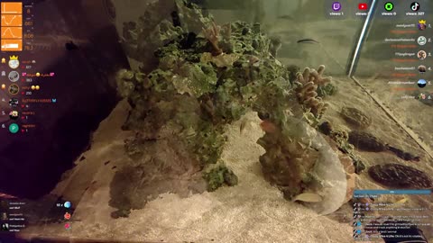 24/7 Real Live Reef Stream