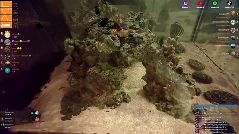 24/7 Real Live Reef Stream