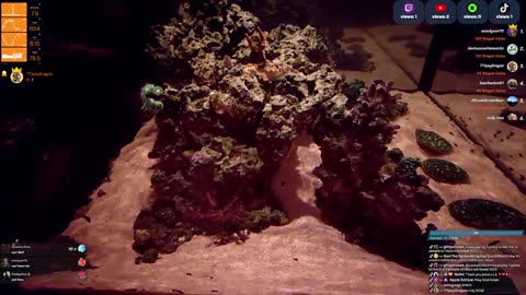 24/7 Real Live Reef Stream