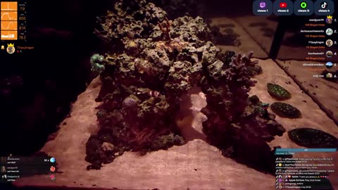 24/7 Real Live Reef Stream