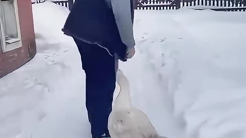 When animals love you ♥️