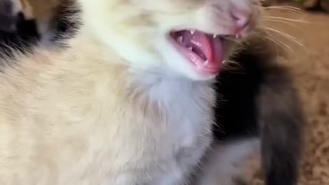 Cute Kitten meows