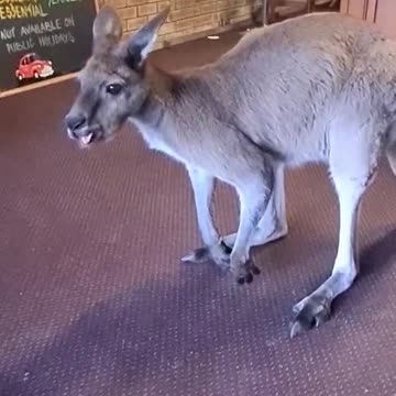 Kangaroo diaries in Australia