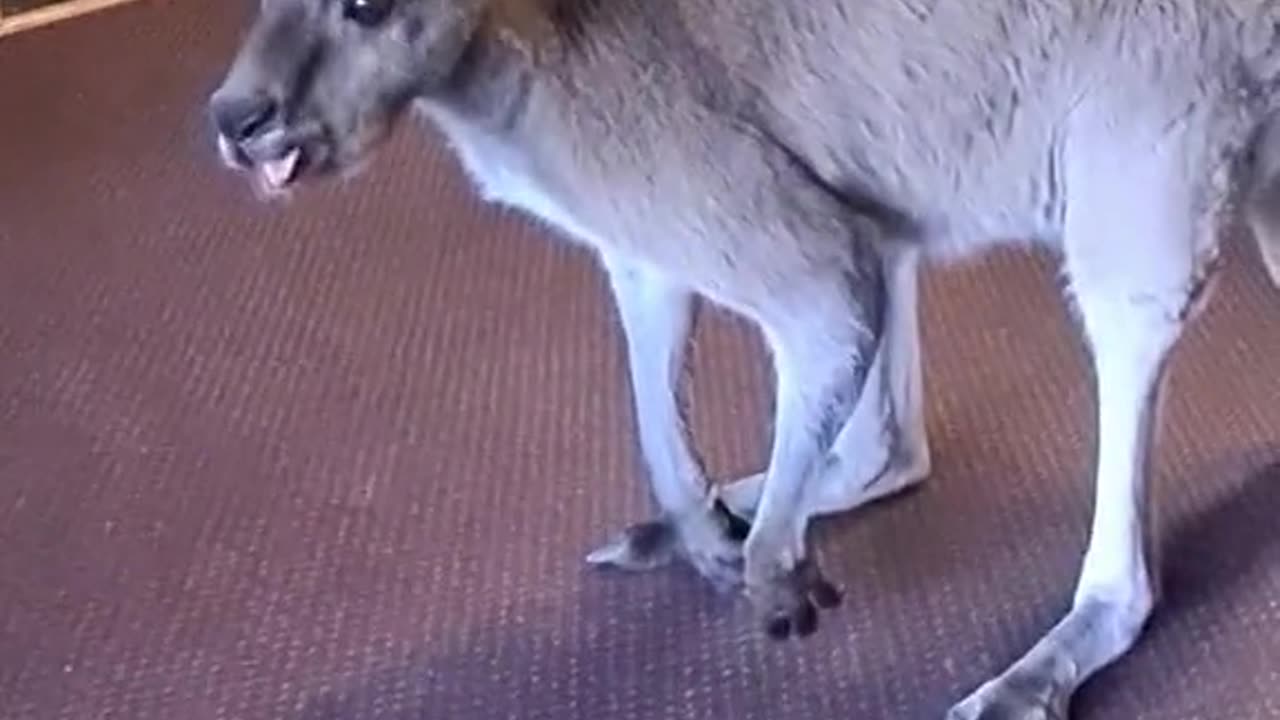 Kangaroo diaries in Australia