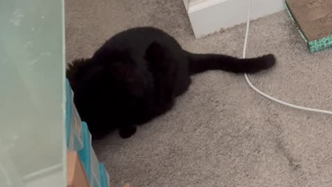 Cute Precious Piper Inspects the Office Cabinet - My Adopted Shelter Cat Vlog