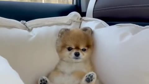 funny animals best moments 3