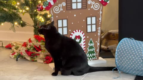 Cute Precious Piper Does a Home Inspection - My Adopted Shelter Cat Vlog