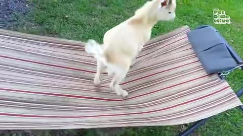 funny animal