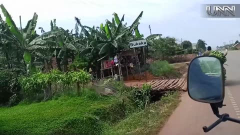 Mixed farming of bananas & pineapples in Eastern Uganda boosts incomes & ensures food security!