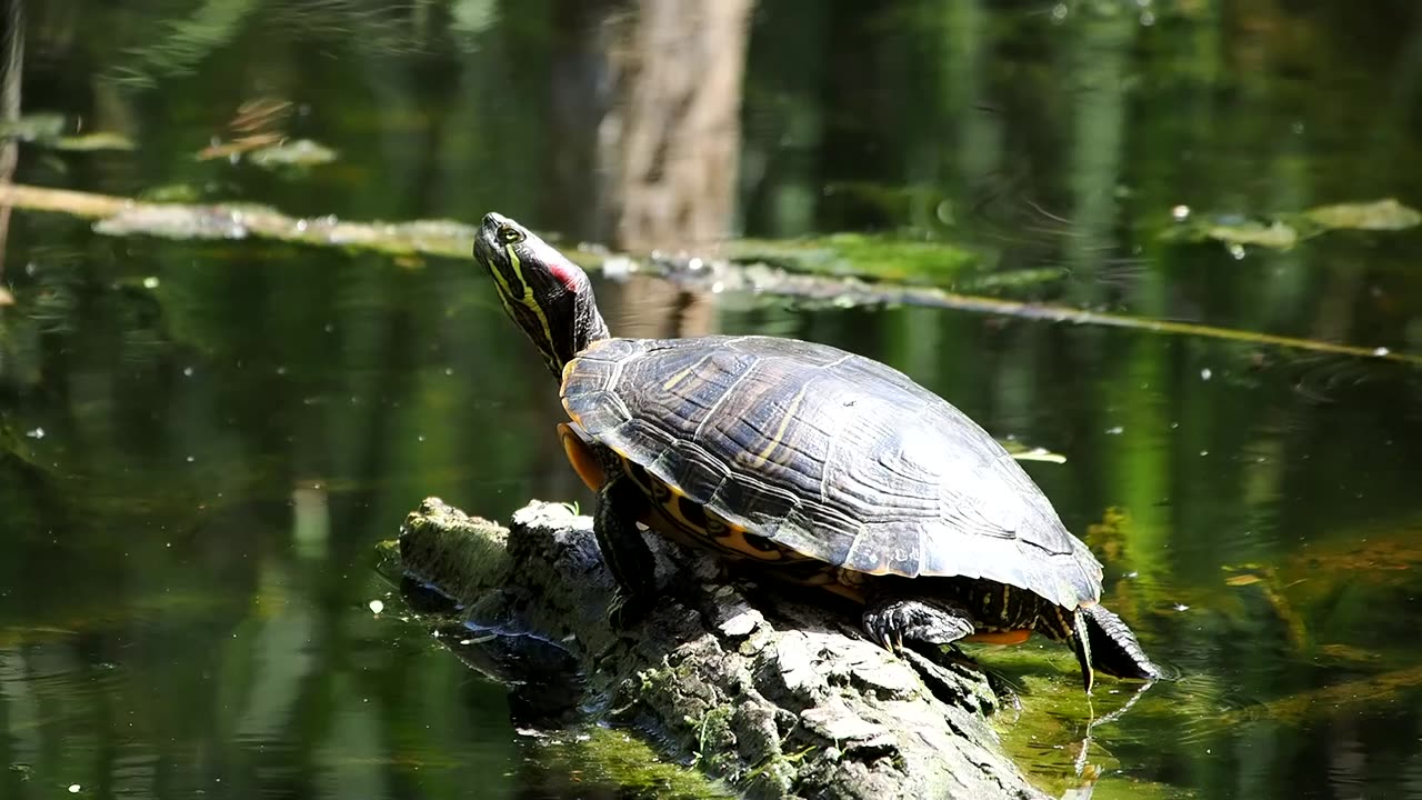 Red-eared Slider Turtles