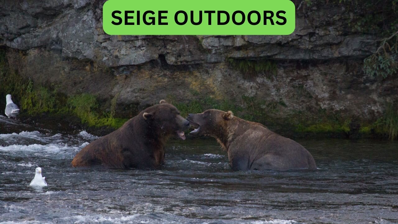 Katmai National Park Bear Feeding Live Stream!
