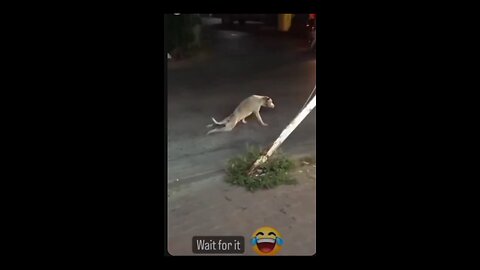 The Best Acting Dog