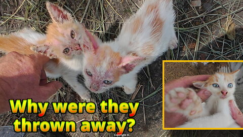 WHY?? These little kittens were treated for scabies - THEN thrown away. #irish #indonesia