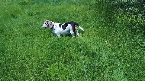 Bandit