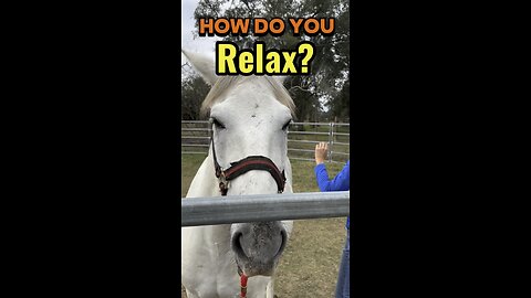 How Do You Relax? 🐴💭
