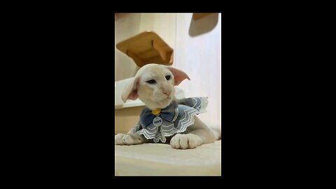 funny cat