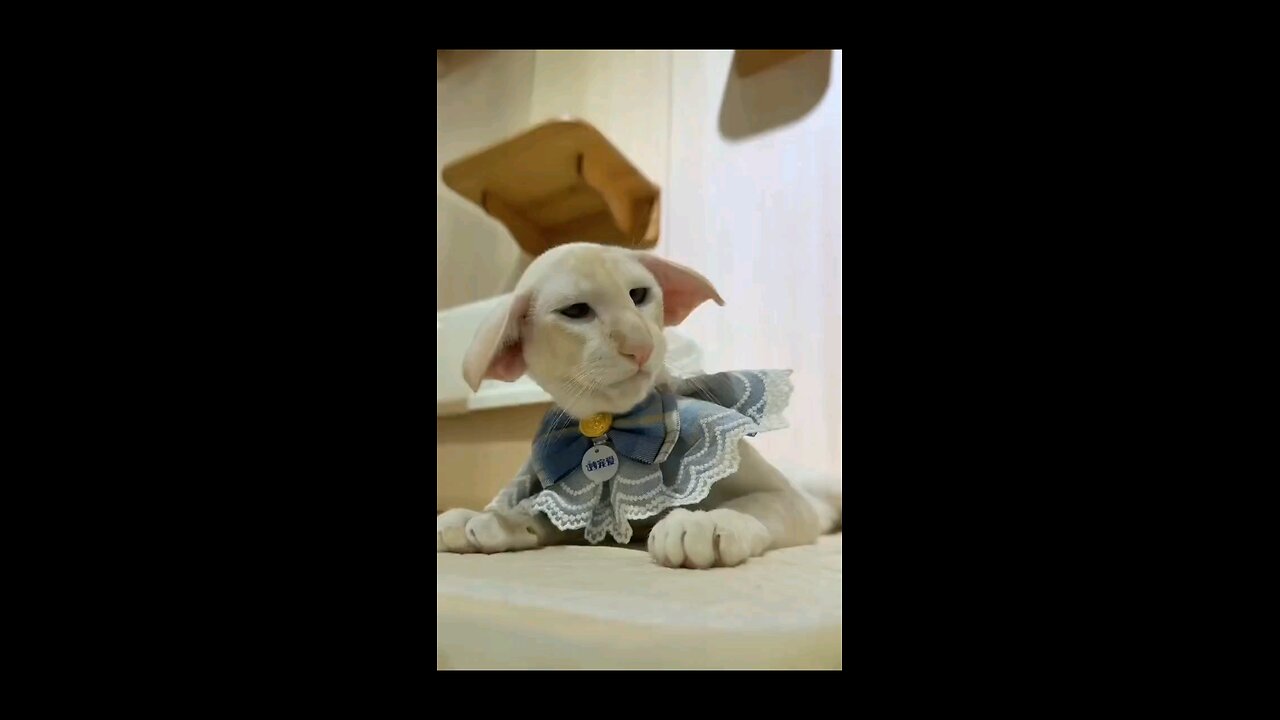funny cat