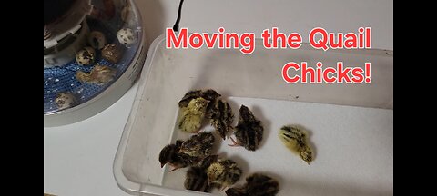 Moving baby quail to the brooder