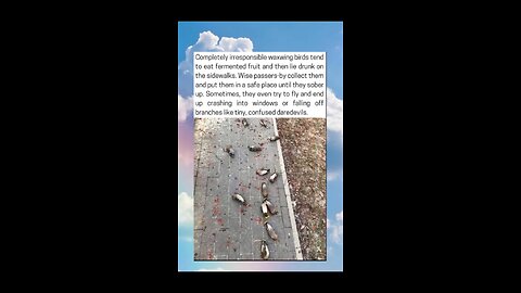 Tipsy Birds Lie On The Sidewalks