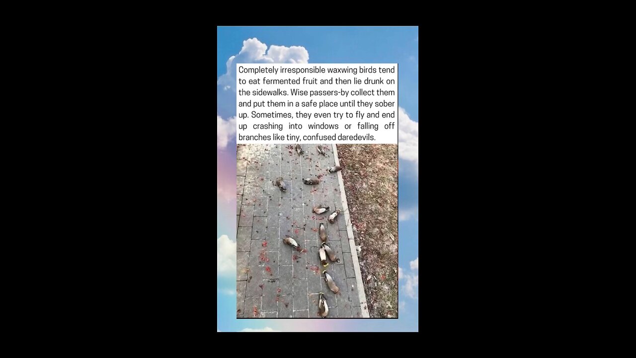 Tipsy Birds Lie On The Sidewalks