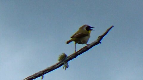Yellow-throated warbler