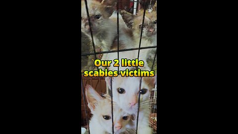 Rescue kittens with scabies and the wet season #rescue #kittens #irish #indonesia
