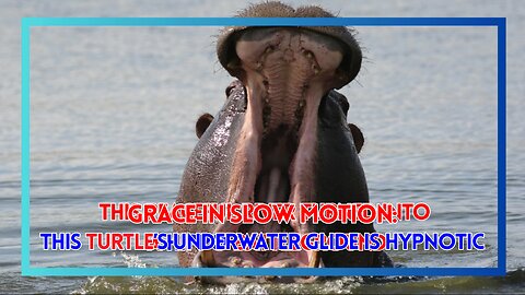 This Peaceful River Turned Into a Hippo Battleground