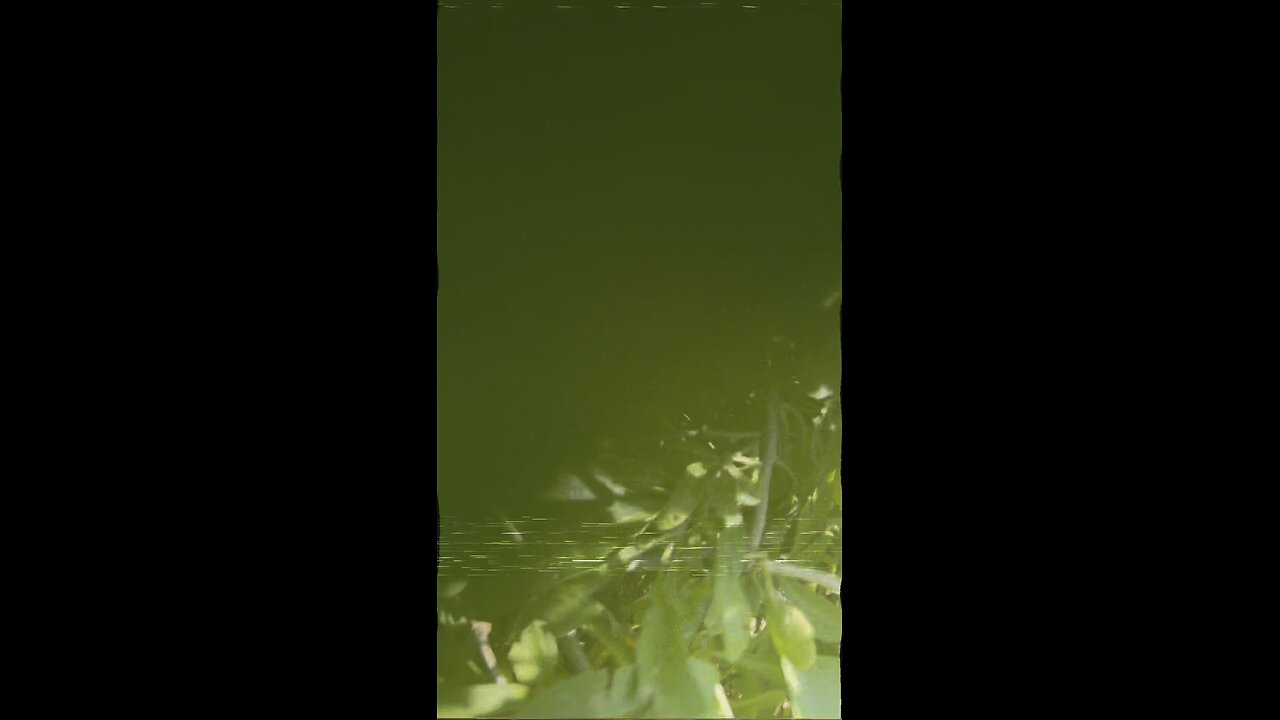 Hidden in a Goji Berry bush… #shorts