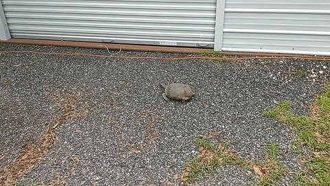 Florida Tortoise 7/16/25