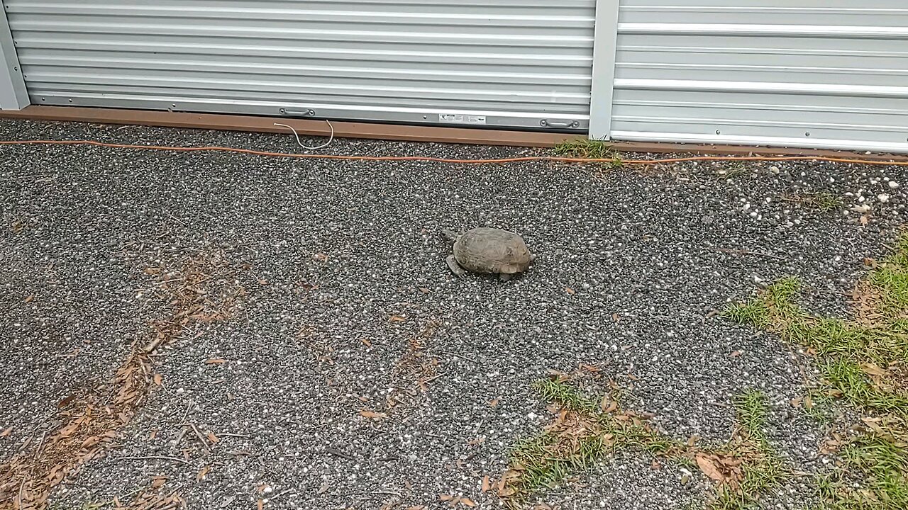 Florida Tortoise 7/16/25
