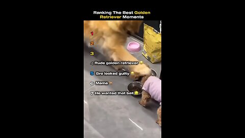 Ranking The Best Golden Retriever Moments🐶