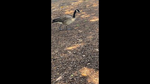Canada Goose 🪿 #canadagoose #shorts #viral #trending #goose #followme